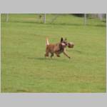 Daggi beim apportieren.JPG