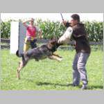 Dingo beim einholen.JPG