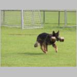 Geli beim apportieren.JPG