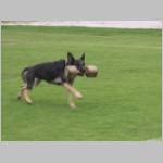 Queen beim apportieren.JPG