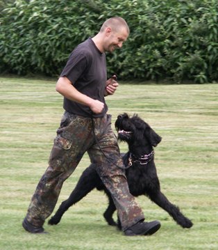 aufmerksamer Schanuzer